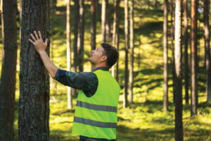Hoe wordt een bos beheerd