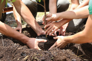 Waarom bomen planten niet altijd de beste oplossing is