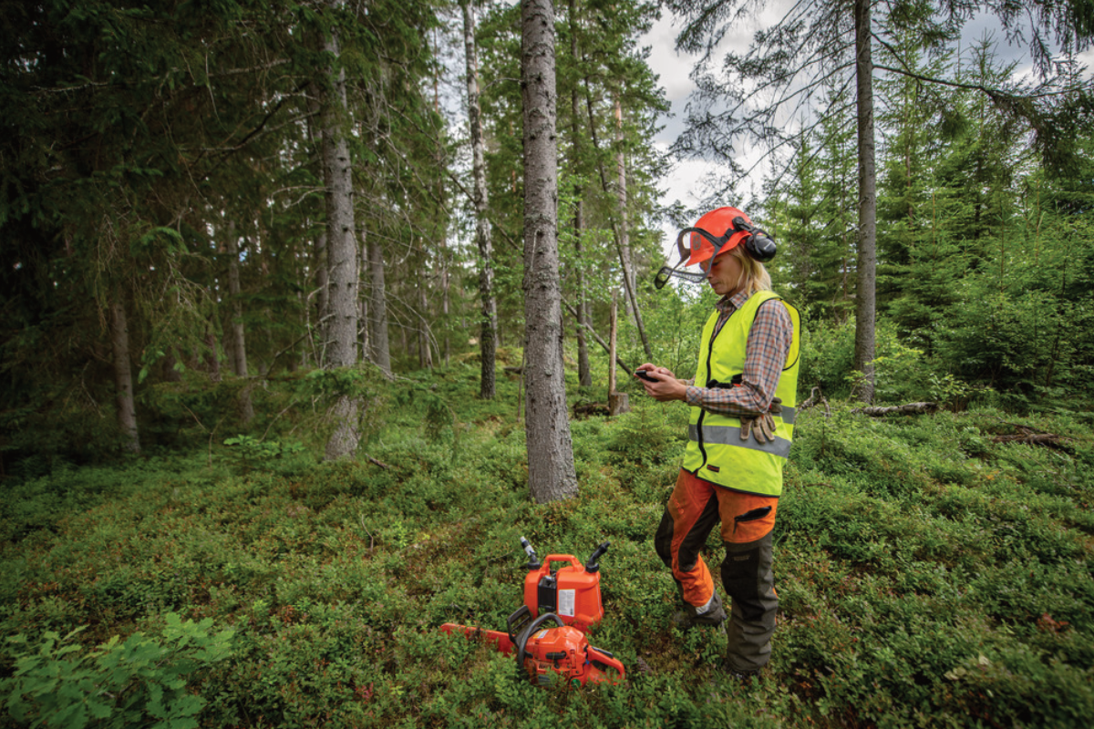 Waarom bosbeheer nooit af is: voortdurende zorg voor het bos
