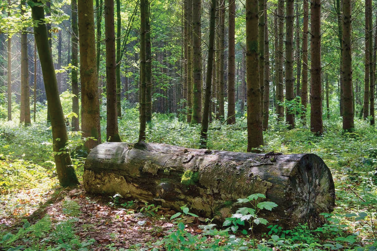 Waarom dood hout belangrijk is voor het bos