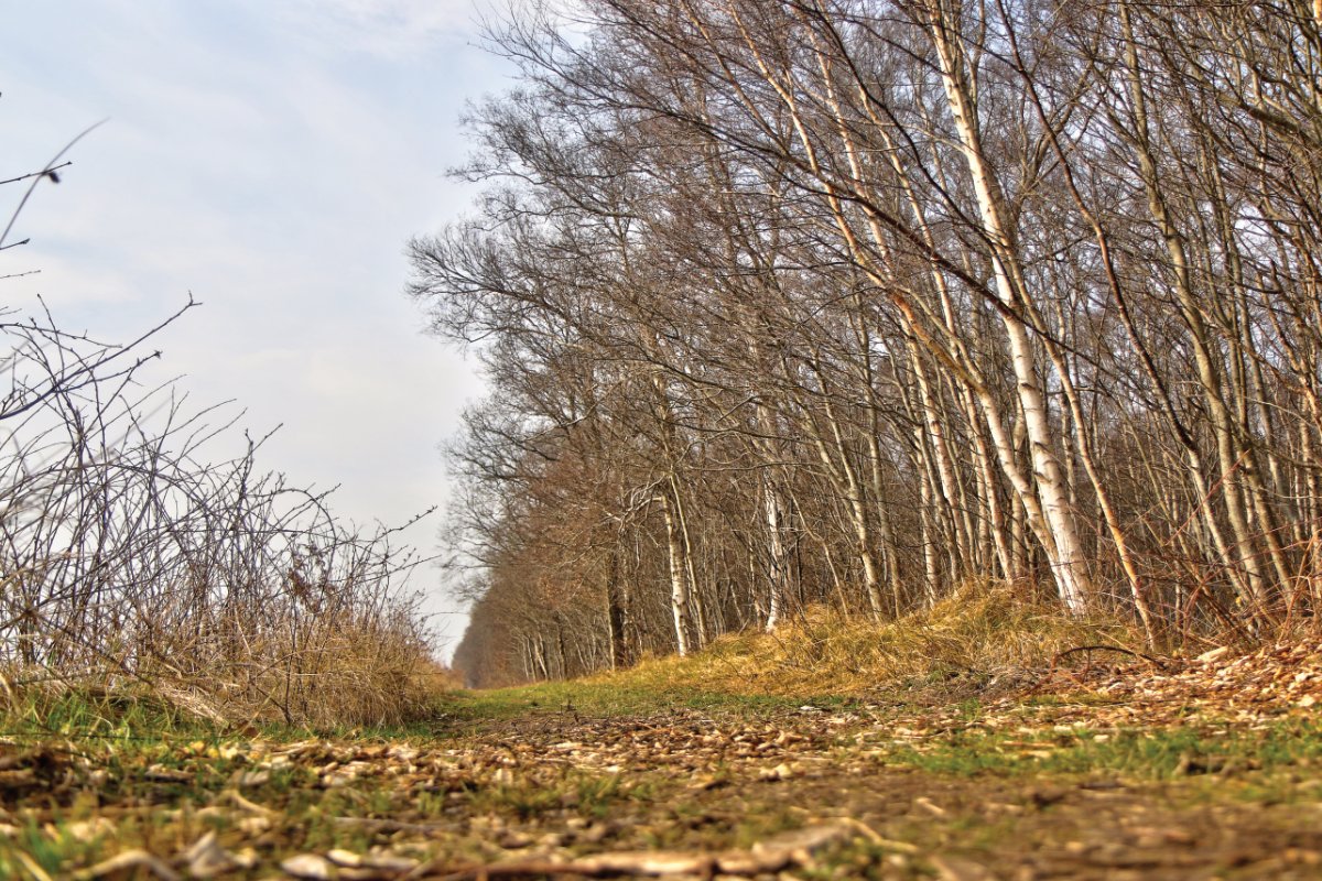 Welke dieren leven er in het Nederlandse bos?